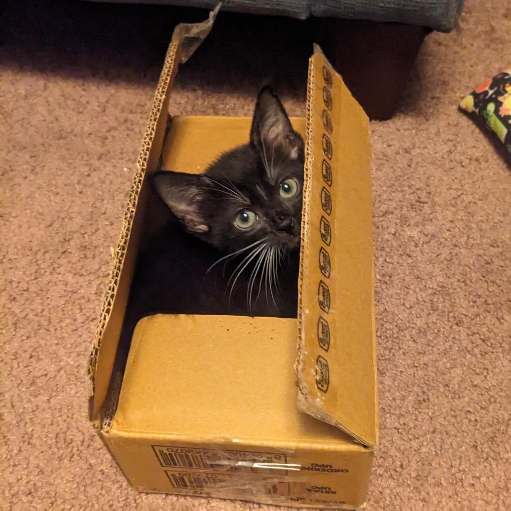 Clover, Adoptable, Kitten Female Domestic Short Hair.