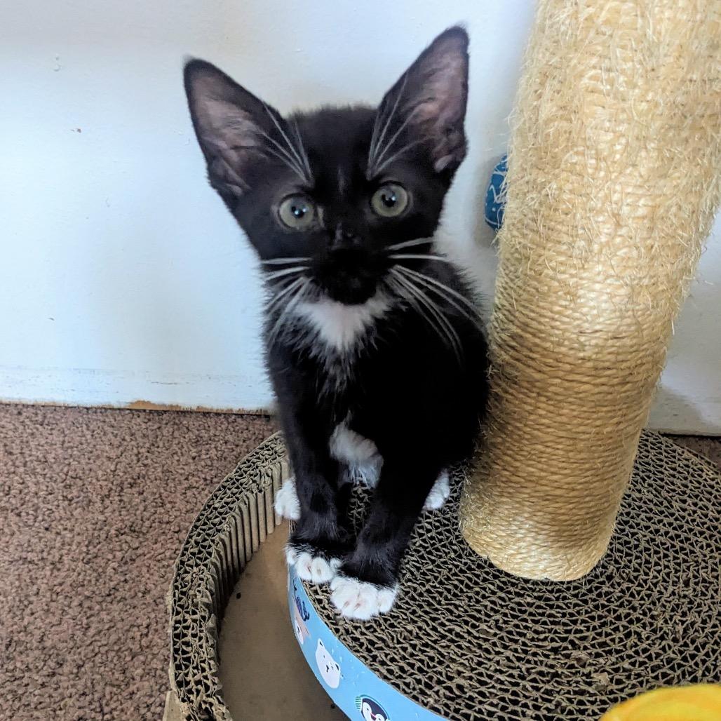 Enlarge Clover, a Adoptable Domestic Short Hair in Long Beach, CA image 2/6