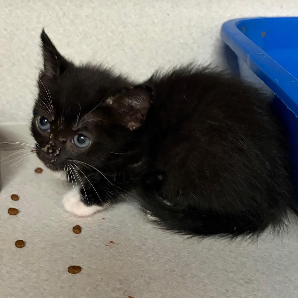 Enlarge Clover, a Adoptable Domestic Short Hair in Long Beach, CA image 3/6