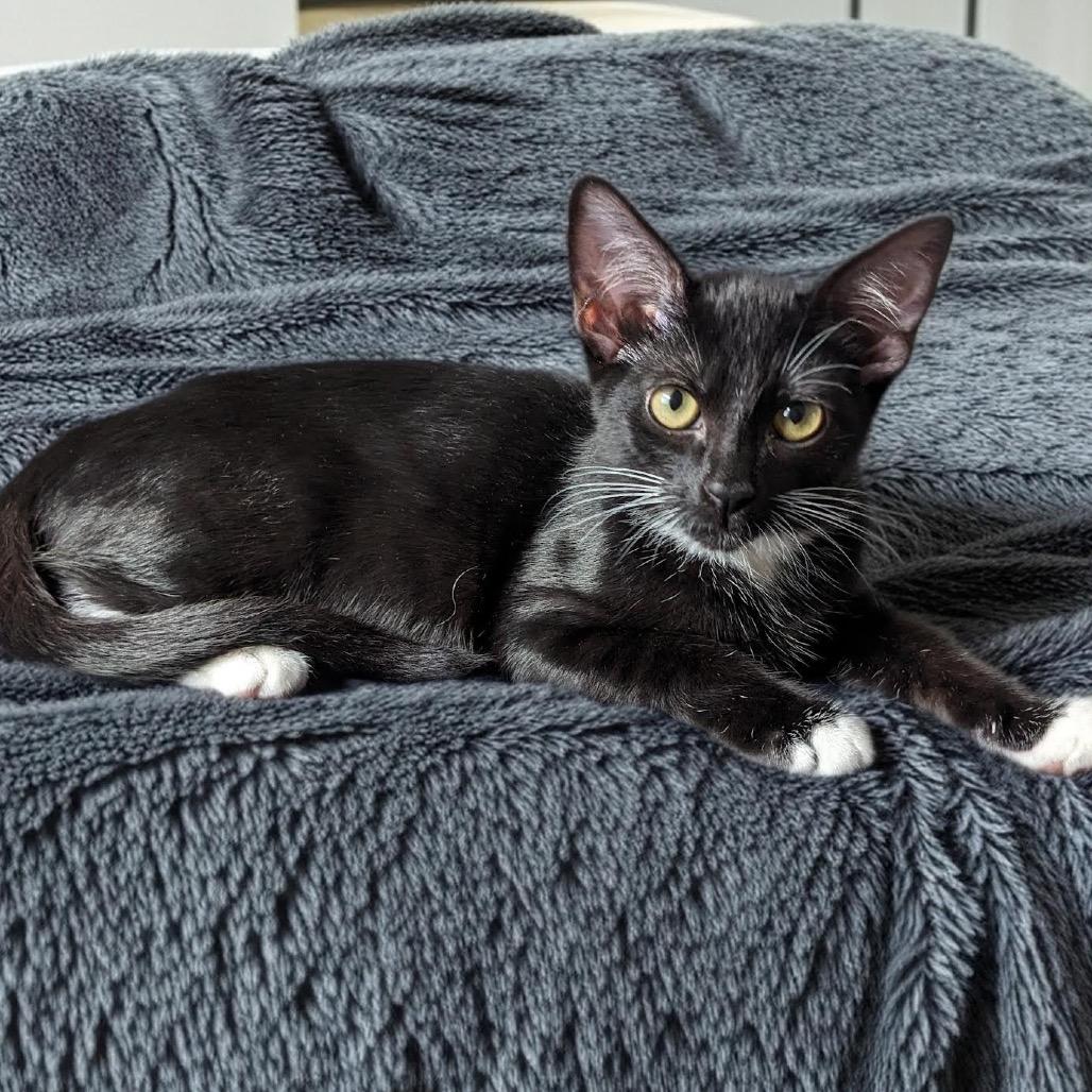 Enlarge Clover, a Adoptable Domestic Short Hair in Long Beach, CA image 4/6