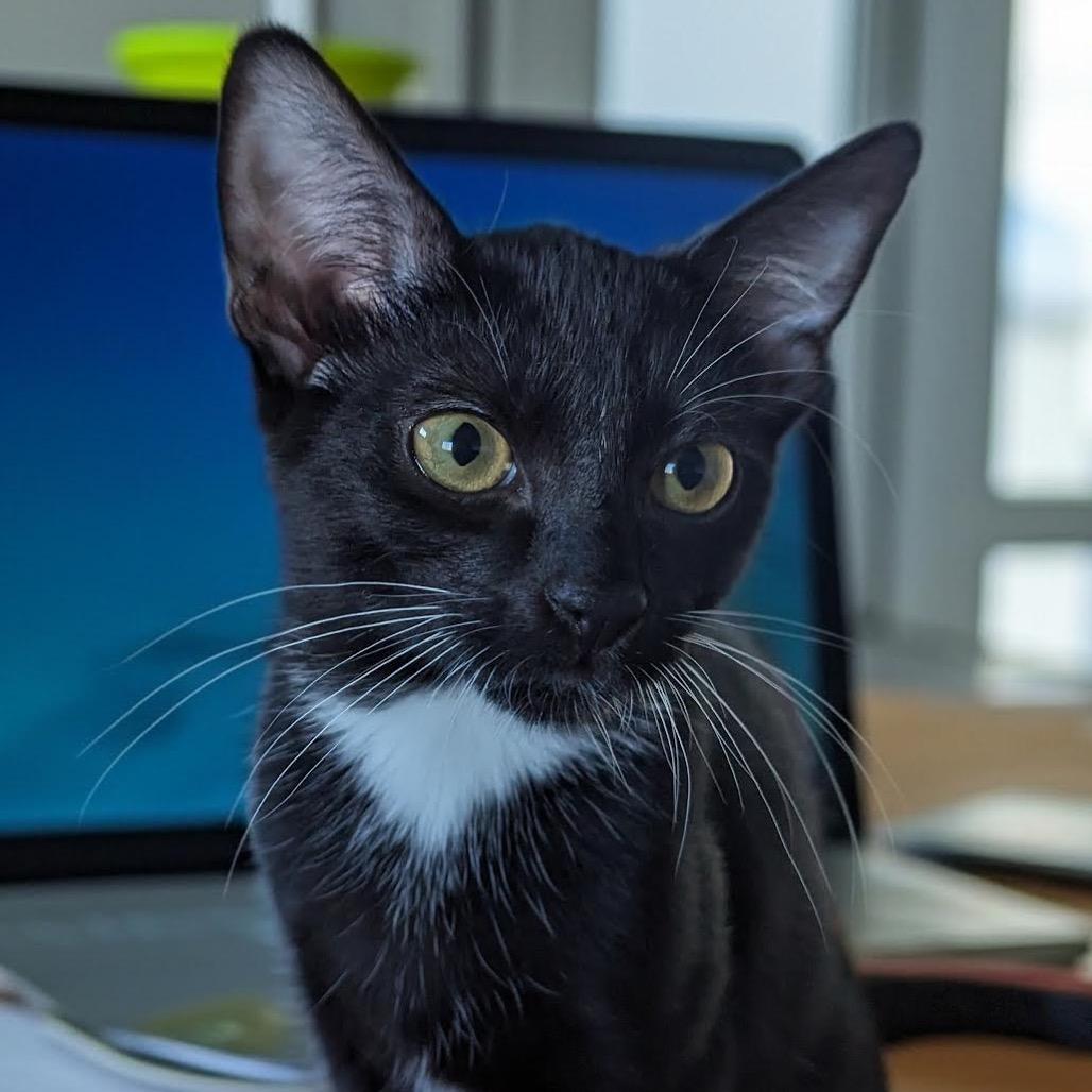 Enlarge Clover, a Adoptable Domestic Short Hair in Long Beach, CA image 5/6