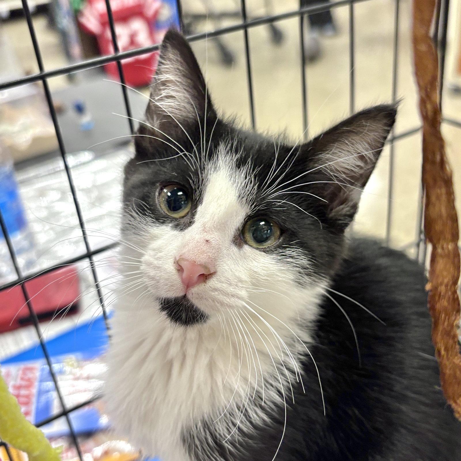 Soul Patch, Adopted, Kitten Male Domestic Short Hair.