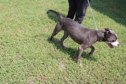 NELLIE, Adoptable, Adult Female Mixed Breed & Mixed Breed.