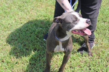 Enlarge NELLIE, a Adoptable mixed breed in Kenansville, NC image 2/3