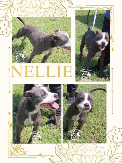 Enlarge NELLIE, a Adoptable mixed breed in Kenansville, NC image 3/3