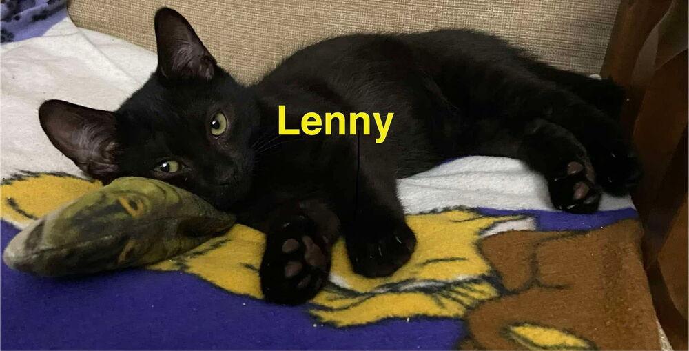 Lenny, Adoptable, Kitten Male Domestic Short Hair.