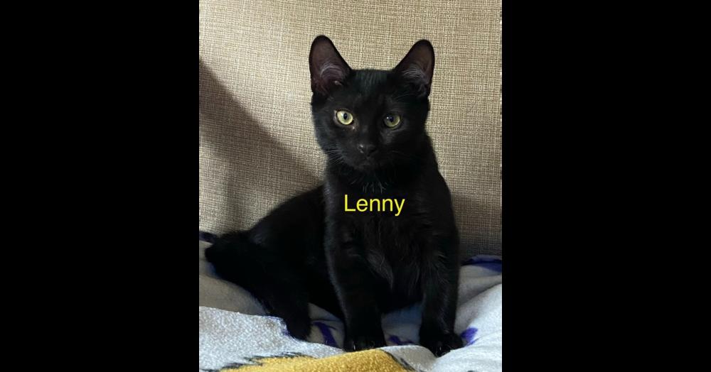 Lenny, a Adoptable Domestic Short Hair in Chalfont, PA image 2/2