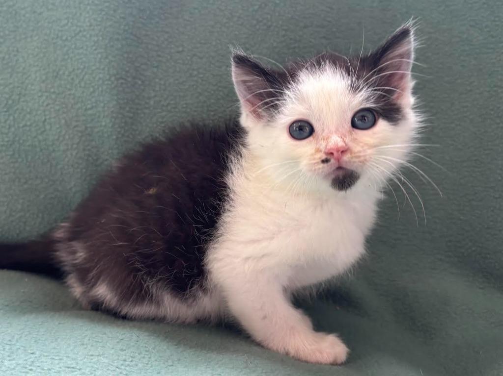 Bill, Adoptable, Kitten Male Domestic Short Hair.