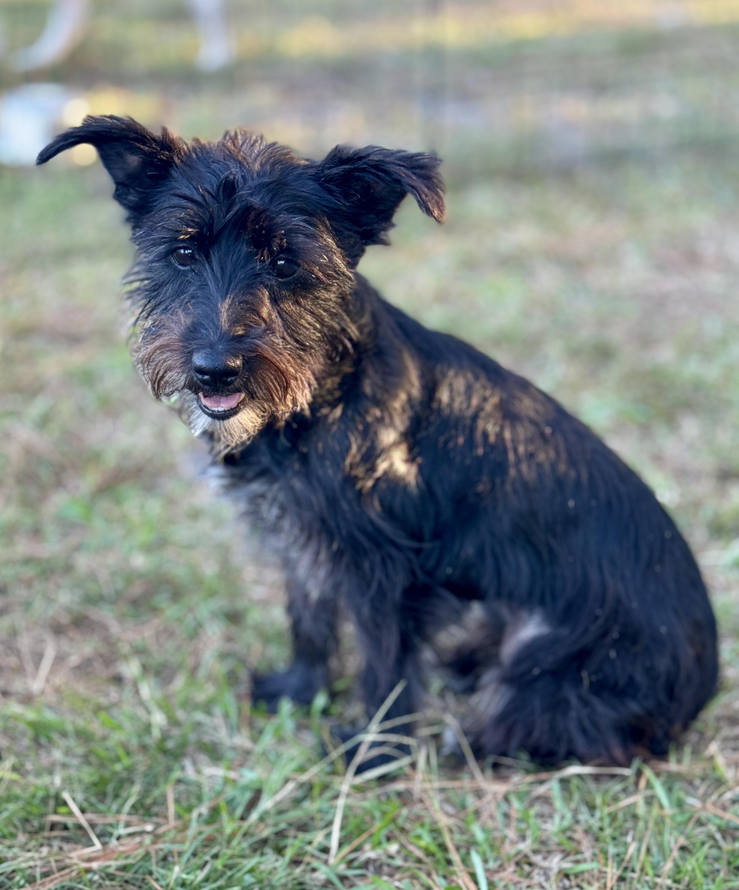 Enlarge Hannah, a Adoptable mixed breed in Rocky Hill, CT image 4/5