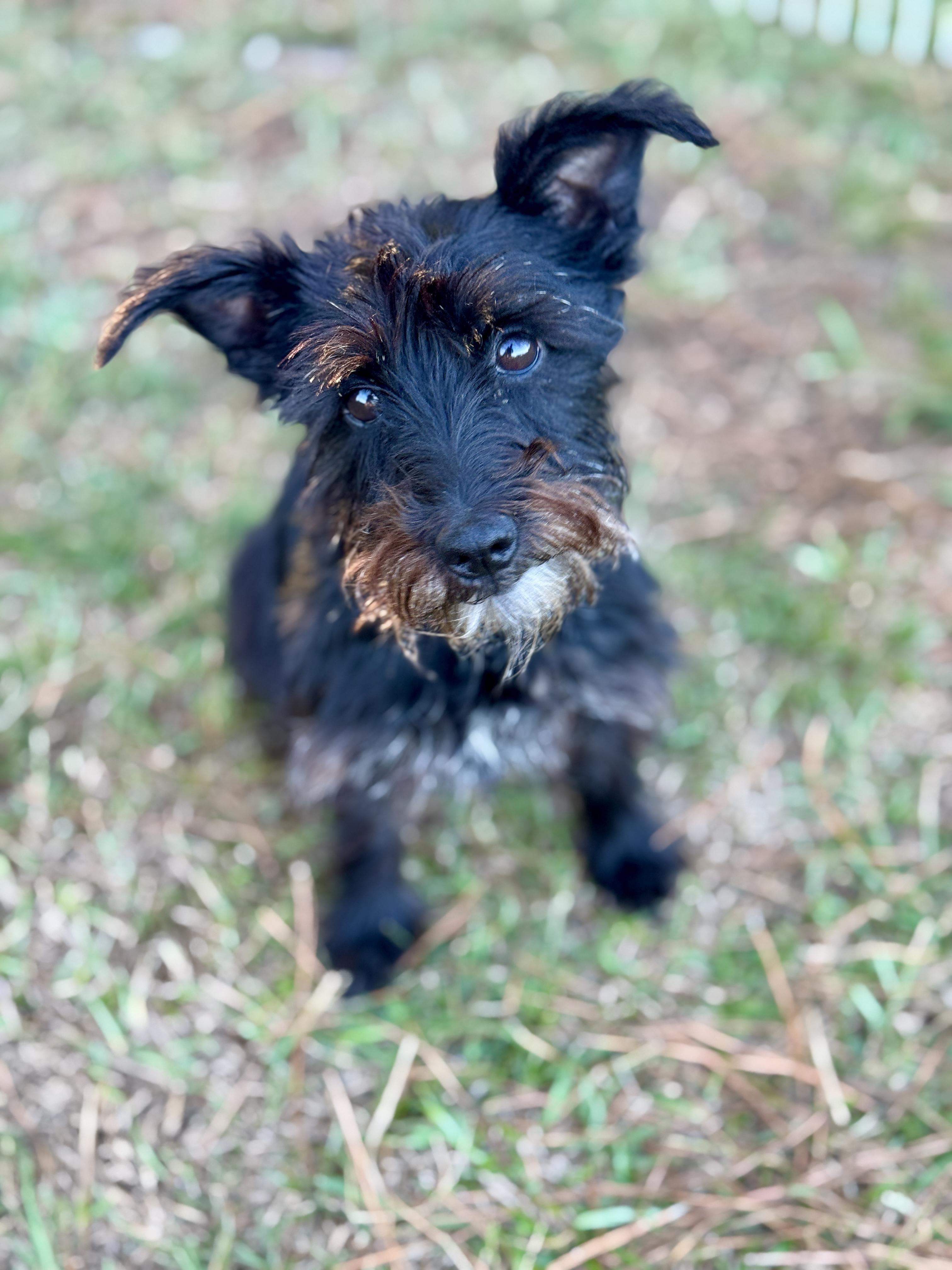 Enlarge Hannah, a Adoptable mixed breed in Rocky Hill, CT image 2/5