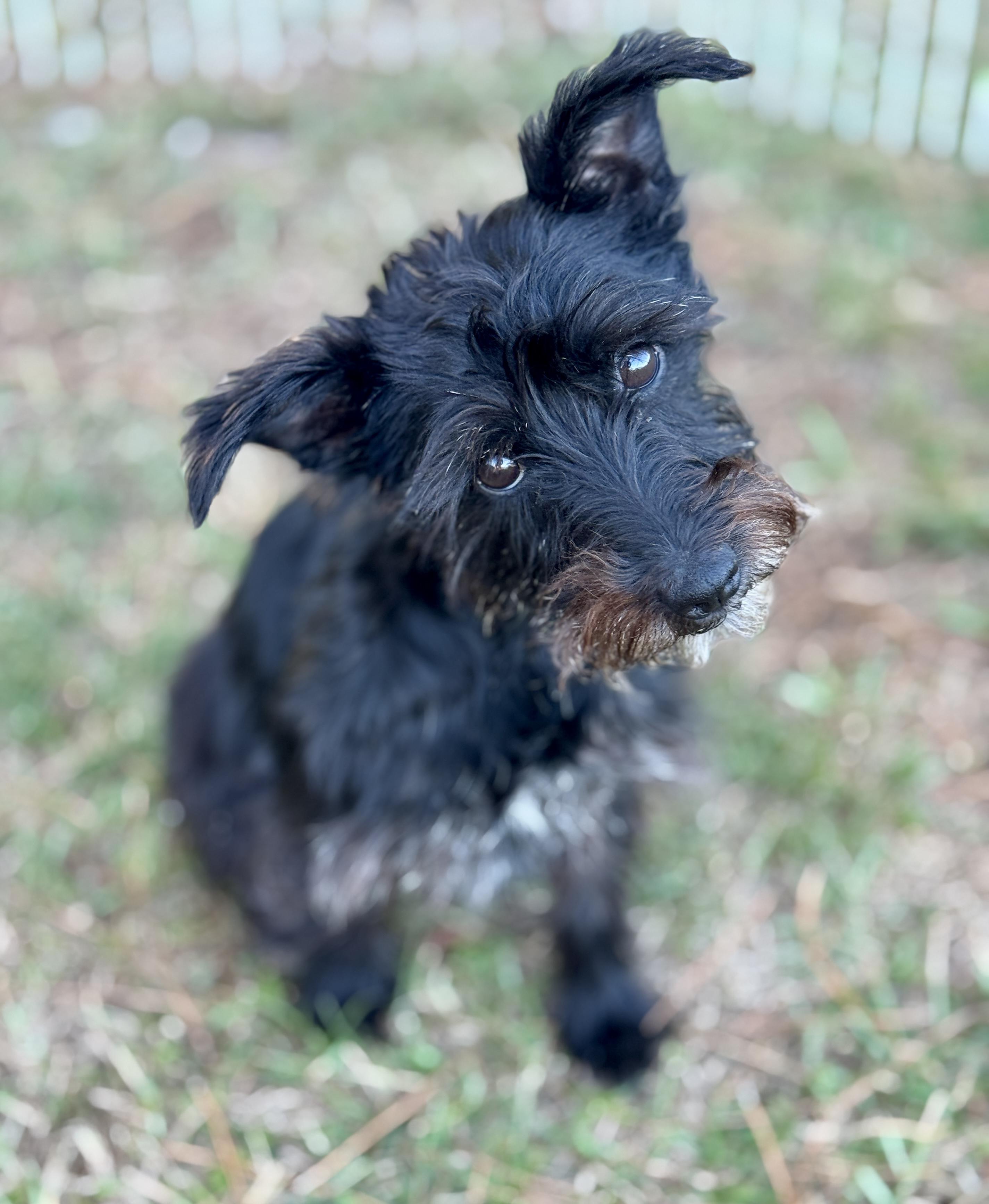 Hannah, Adoptable, Adult Female Schnauzer.