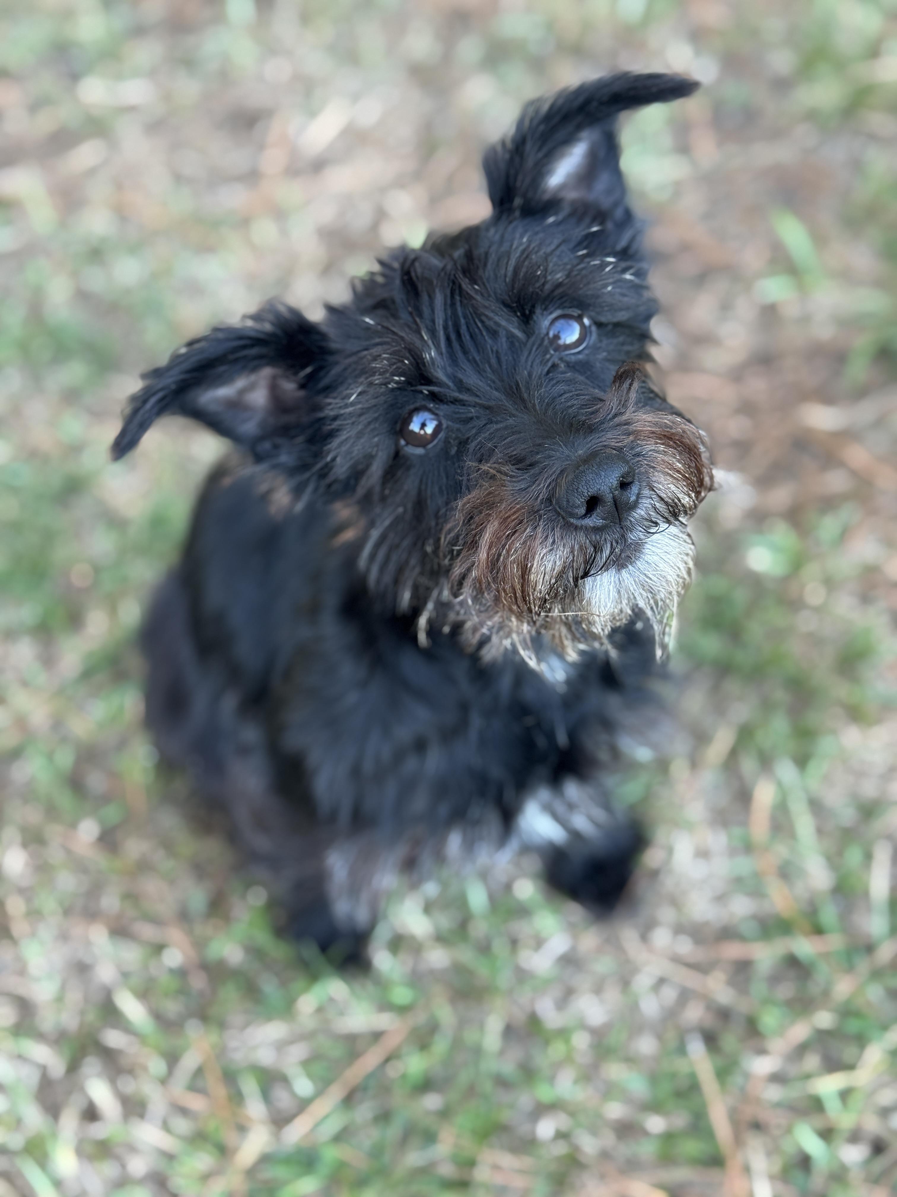 Enlarge Hannah, a Adoptable mixed breed in Rocky Hill, CT image 5/5
