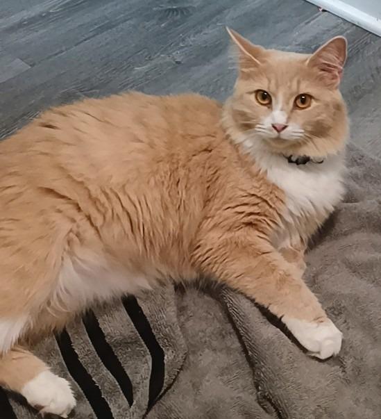 Luna, Adoptable, Young Female Domestic Medium Hair.