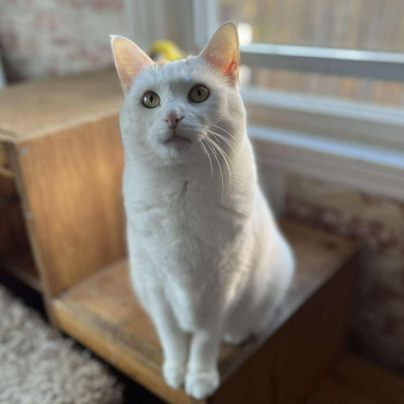 Enlarge Laurel (large), a ADOPTABLE Calico in Huntington, NY image 2/6