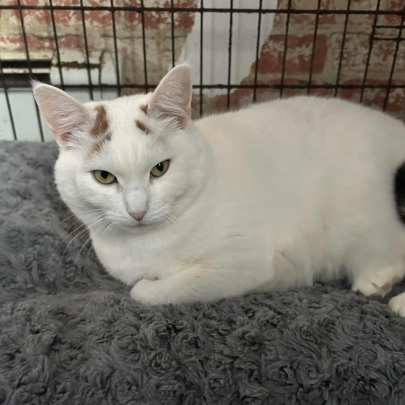 Enlarge Laurel (large), a ADOPTABLE Calico in Huntington, NY image 4/4