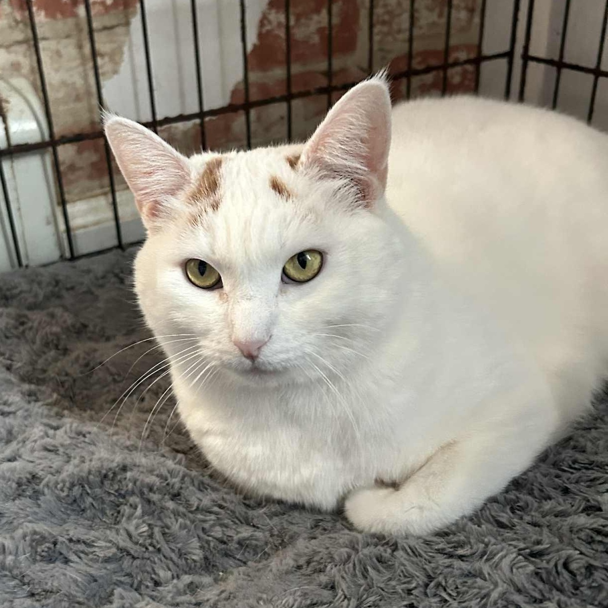 Enlarge Laurel (large), a ADOPTABLE Calico in Huntington, NY image 1/4