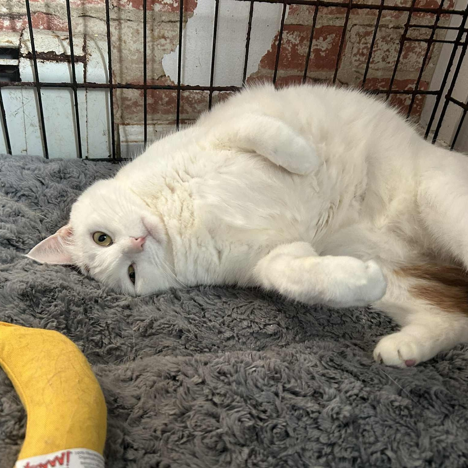 Enlarge Laurel (large), a ADOPTABLE Calico in Huntington, NY image 2/4