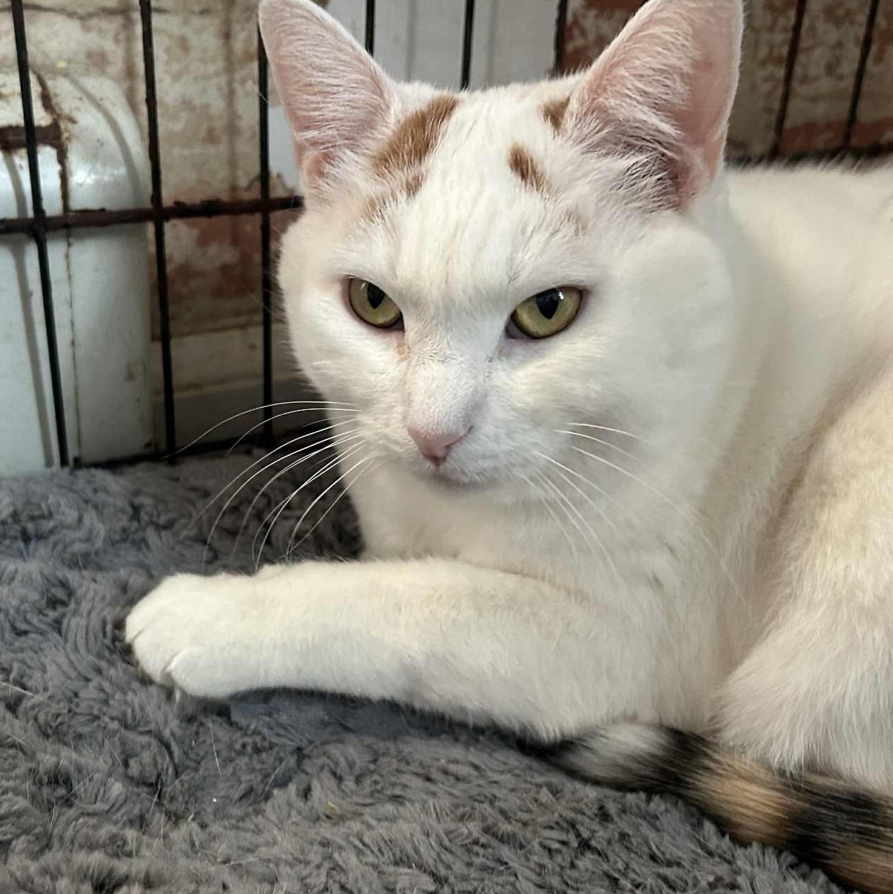 Enlarge Laurel (large), a ADOPTABLE Calico in Huntington, NY image 3/4