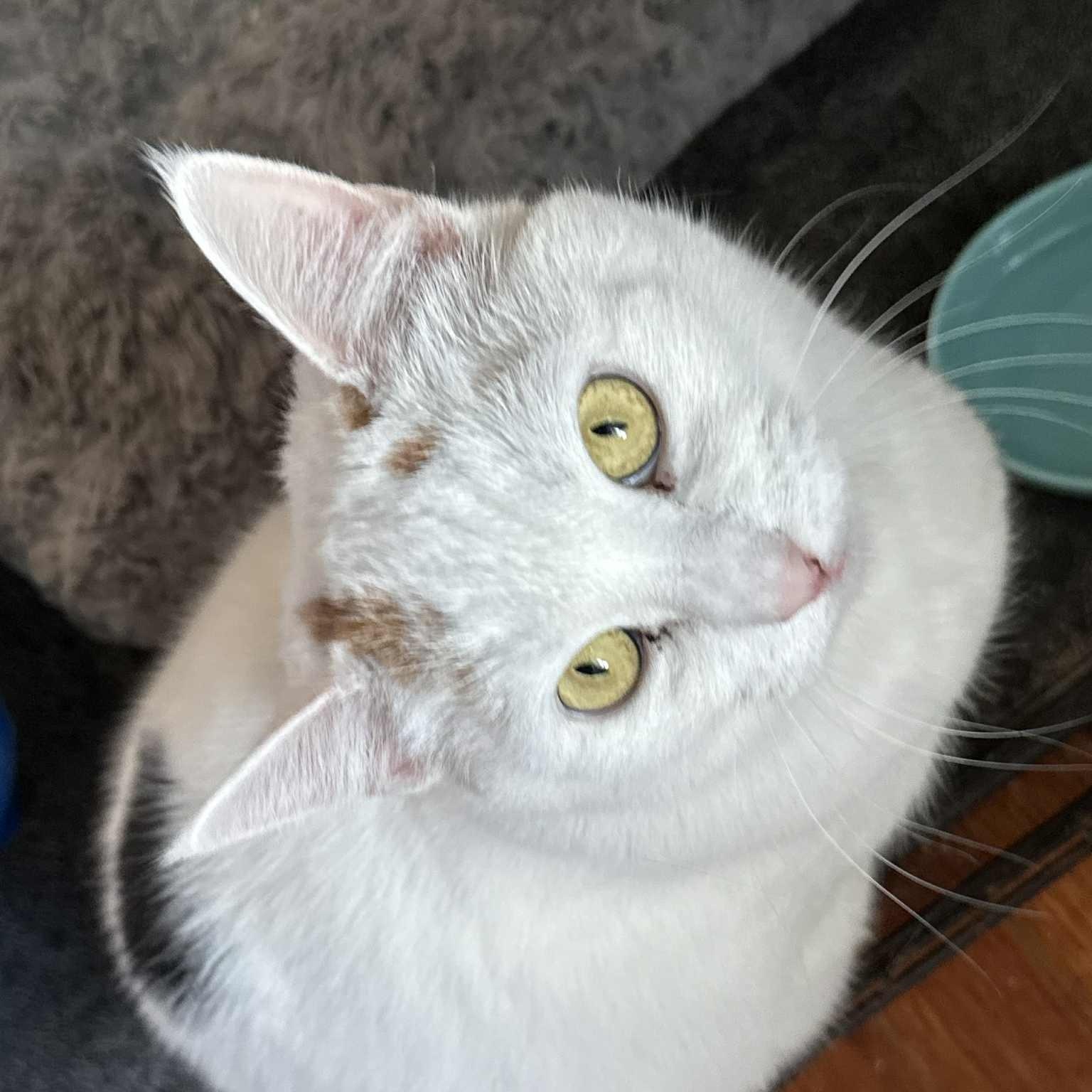 Laurel (large), ADOPTABLE, Adult Female Calico.