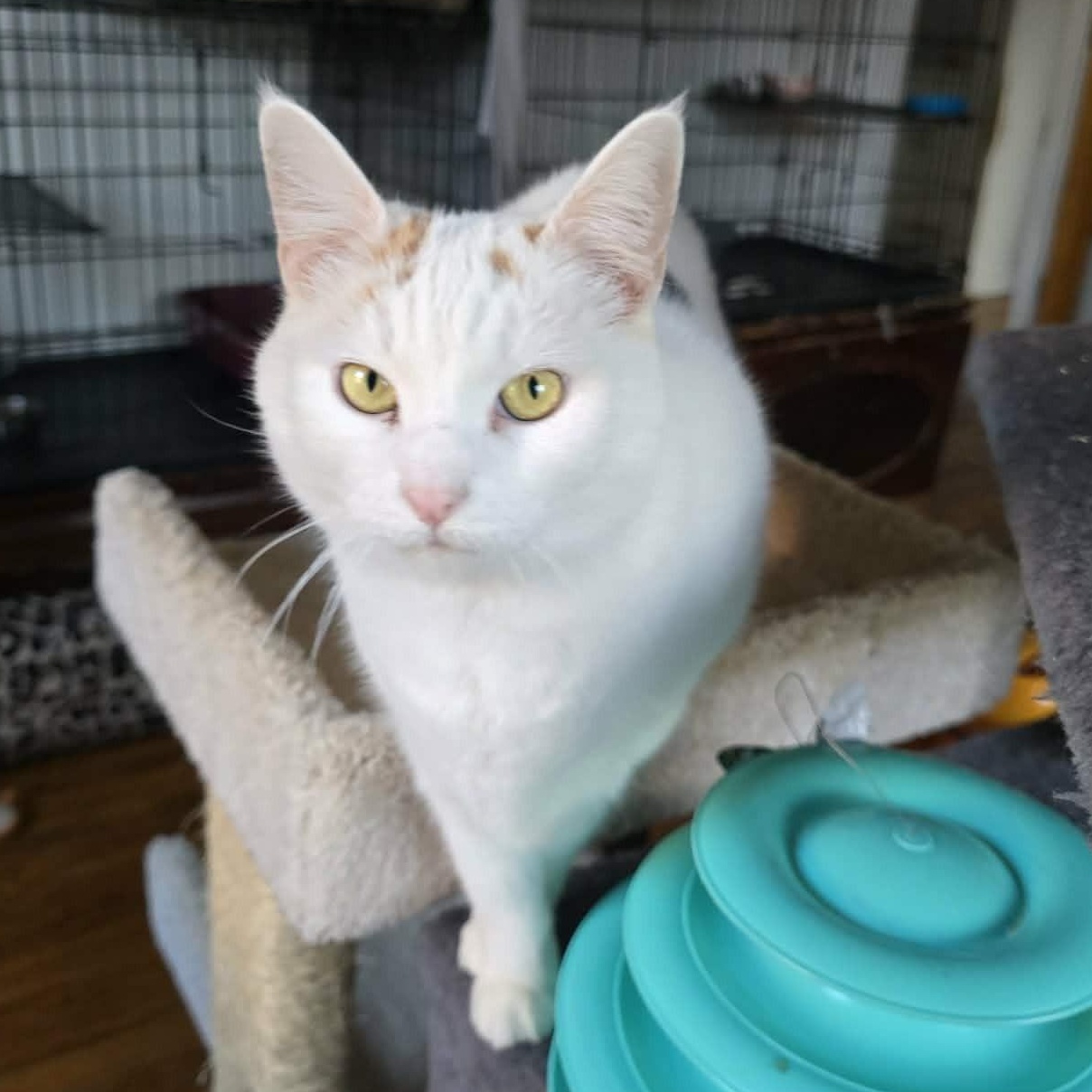 Enlarge Laurel (large), a ADOPTABLE Calico in Huntington, NY image 1/6