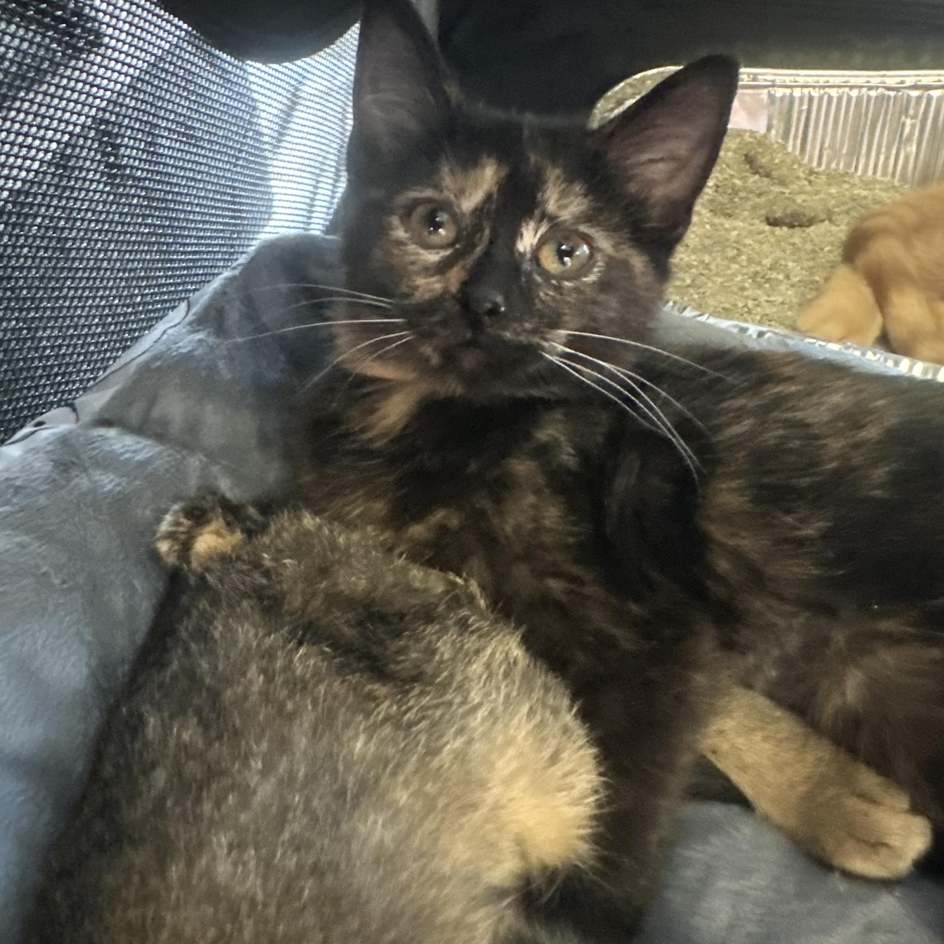 Lali (bonded with Yesi), Adoptable, Kitten Female Domestic Short Hair.