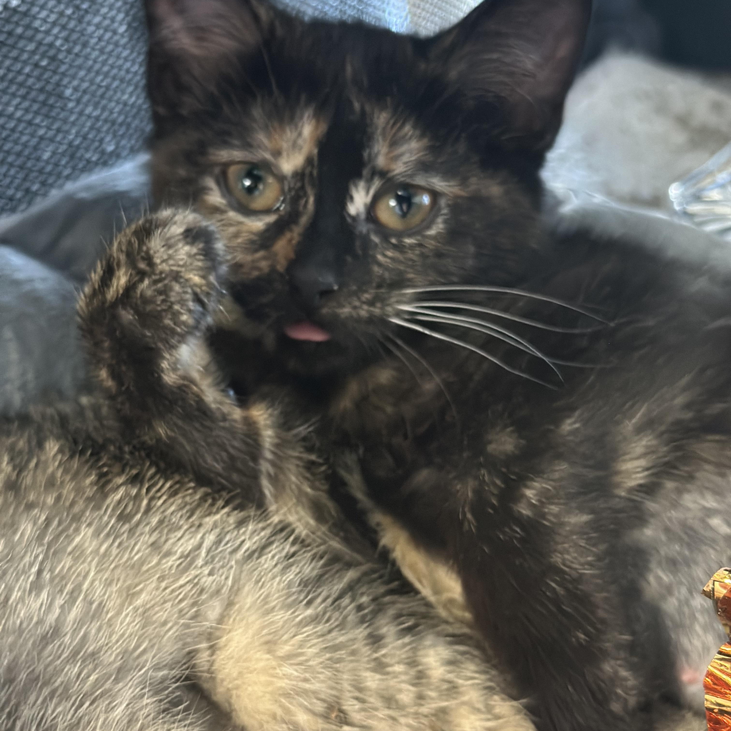 Enlarge Lali (bonded with Yesi), a Adoptable Domestic Short Hair in Chicago, IL image 3/4