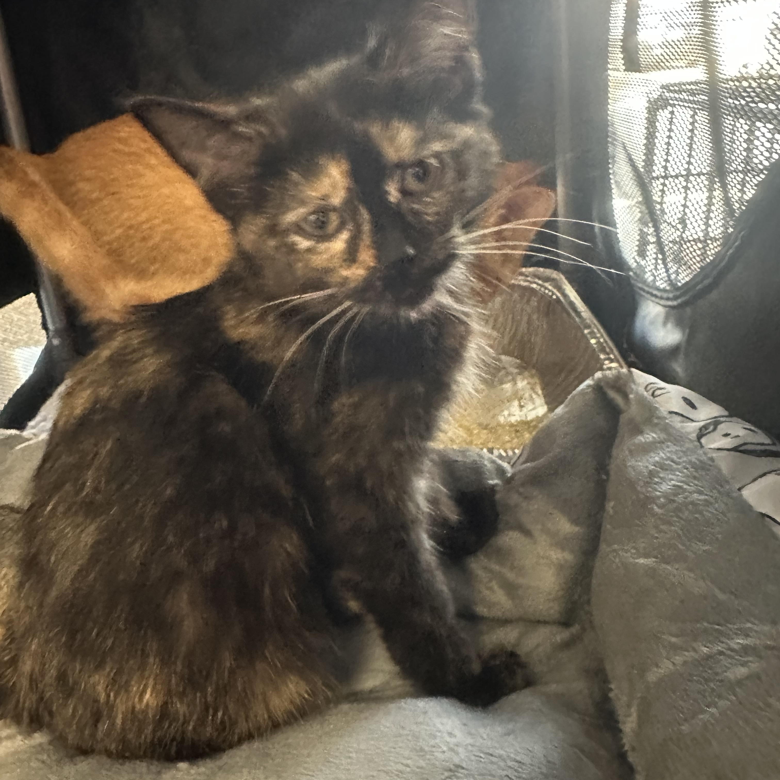 Enlarge Lali (bonded with Yesi), a Adoptable Domestic Short Hair in Chicago, IL image 4/4