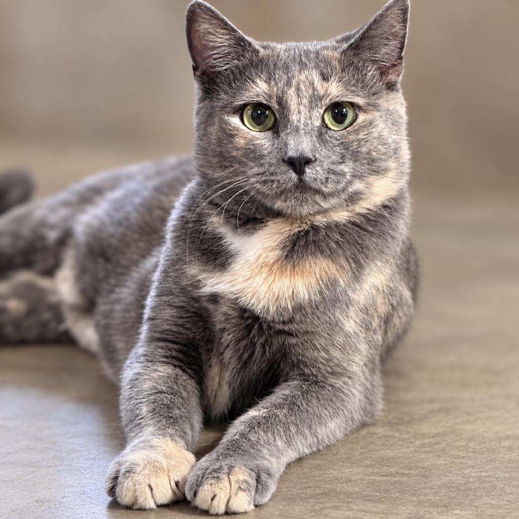Enlarge Plum, a Adopted Domestic Short Hair in Rixeyville, VA image 2/2