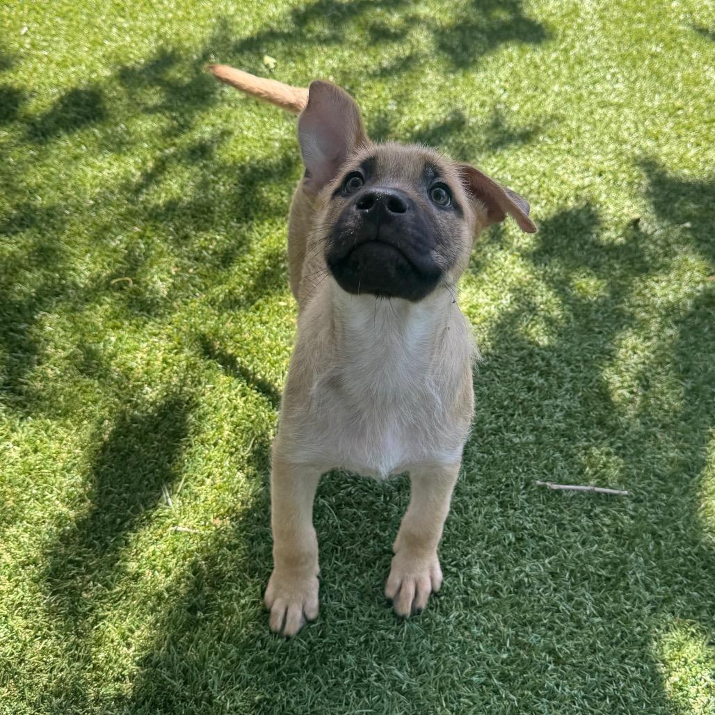 Cedar, Adoptable, Puppy Male Mixed Breed.