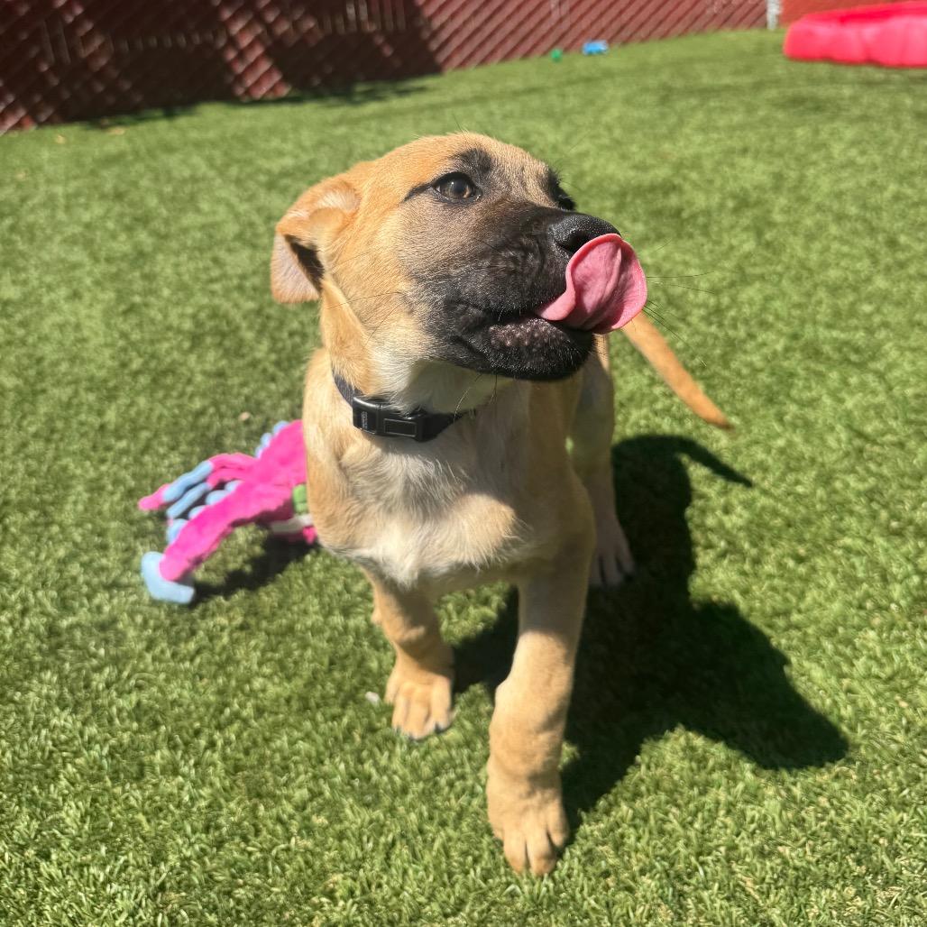 Enlarge Cedar, a Adoptable Mixed Breed in Buellton, CA image 2/6