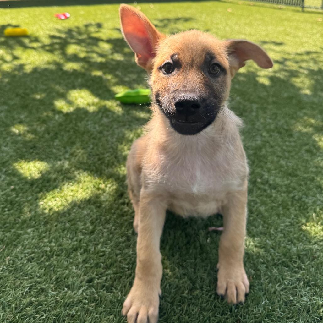 Enlarge Cedar, a Adoptable Mixed Breed in Buellton, CA image 3/6