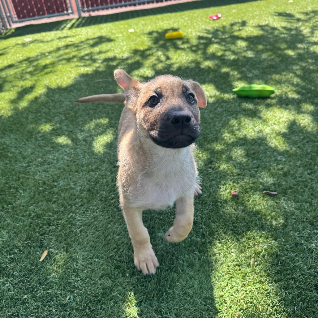 Enlarge Cedar, a Adoptable Mixed Breed in Buellton, CA image 4/6