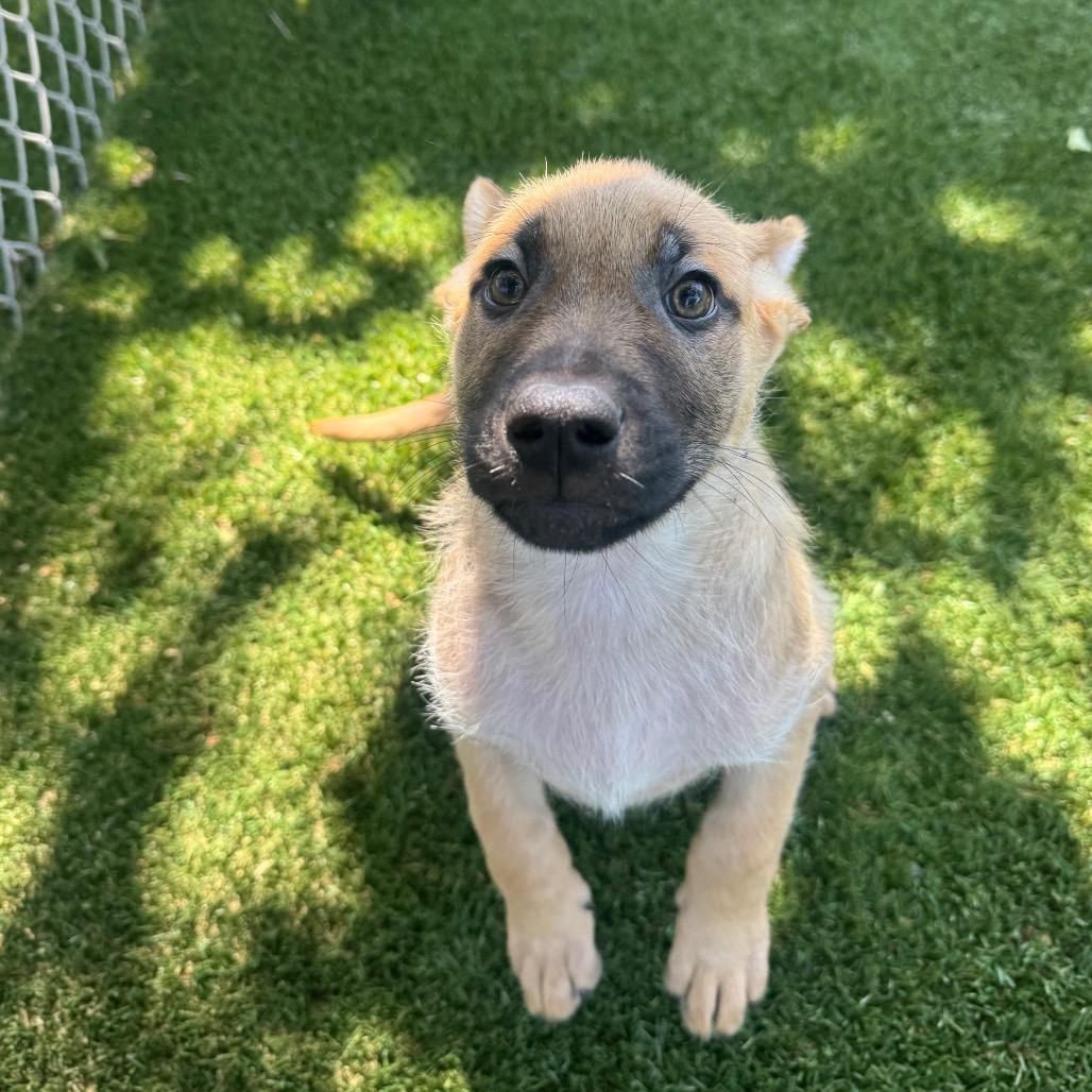 Enlarge Cedar, a Adoptable Mixed Breed in Buellton, CA image 5/6