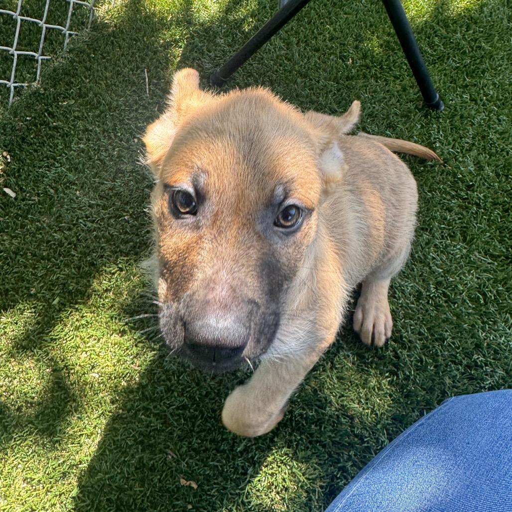 Enlarge Cedar, a Adoptable Mixed Breed in Buellton, CA image 6/6
