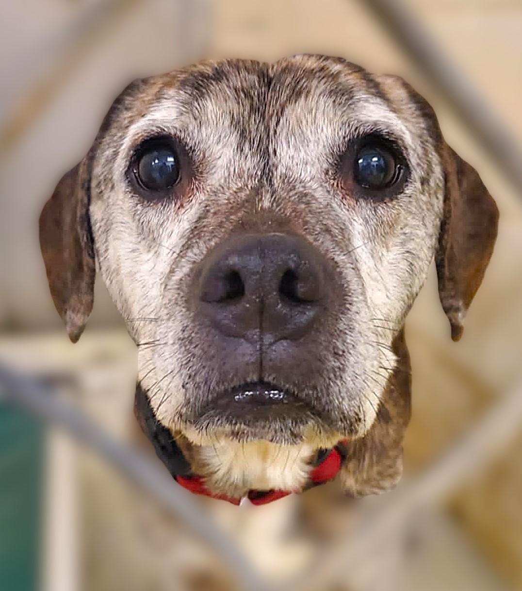 Graham, Adoptable, Senior Male Beagle.