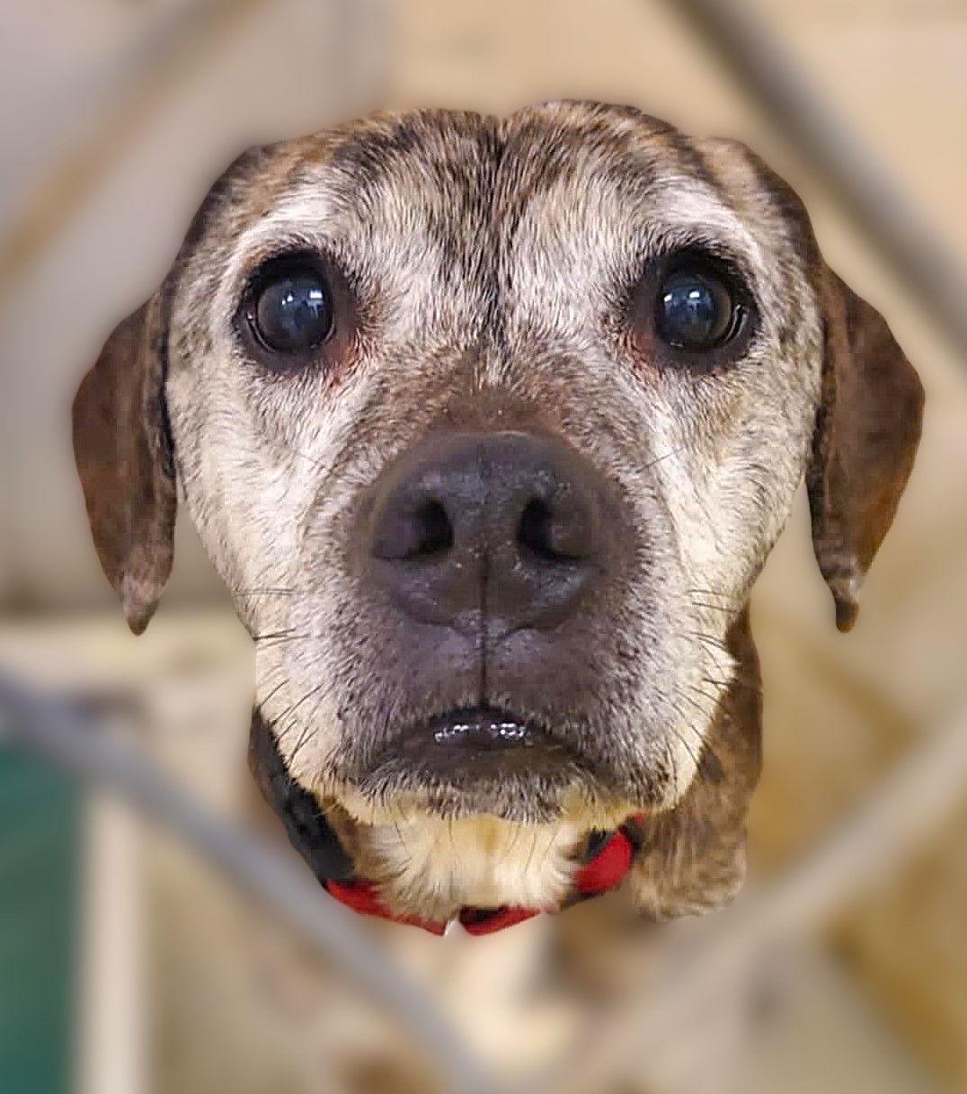 Enlarge Graham, a Adoptable Beagle in Mount Gilead, OH image 1/2