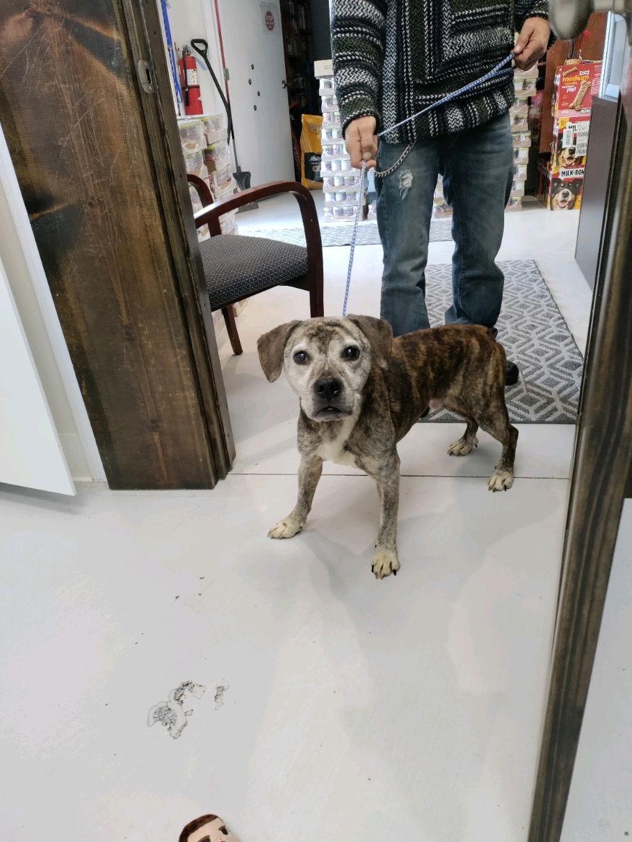 Enlarge Graham, a Adoptable Beagle in Mount Gilead, OH image 2/2