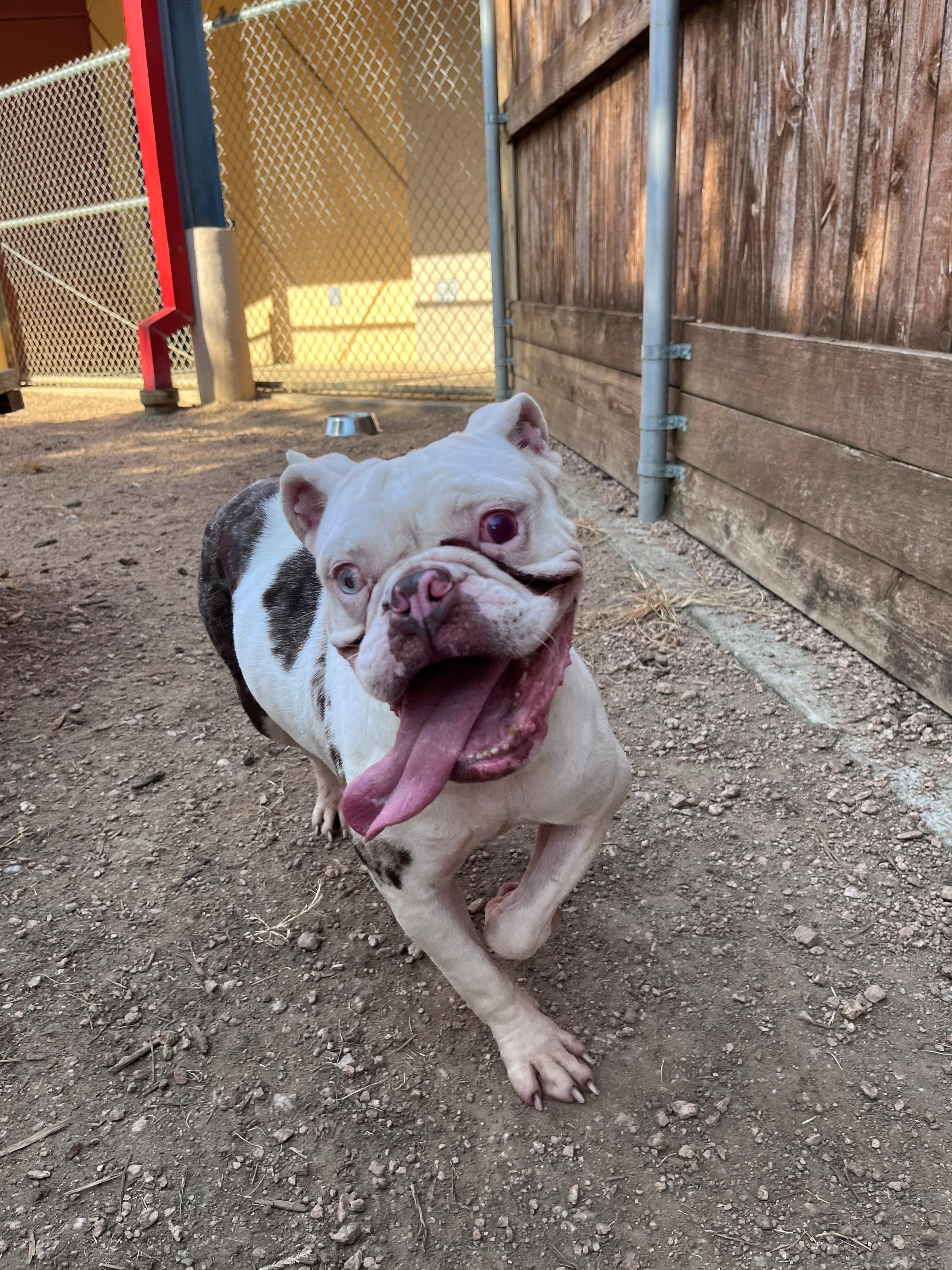 Enlarge Betty A219329 VIP, a ADOPTABLE Bulldog in Plano, TX image 1/5