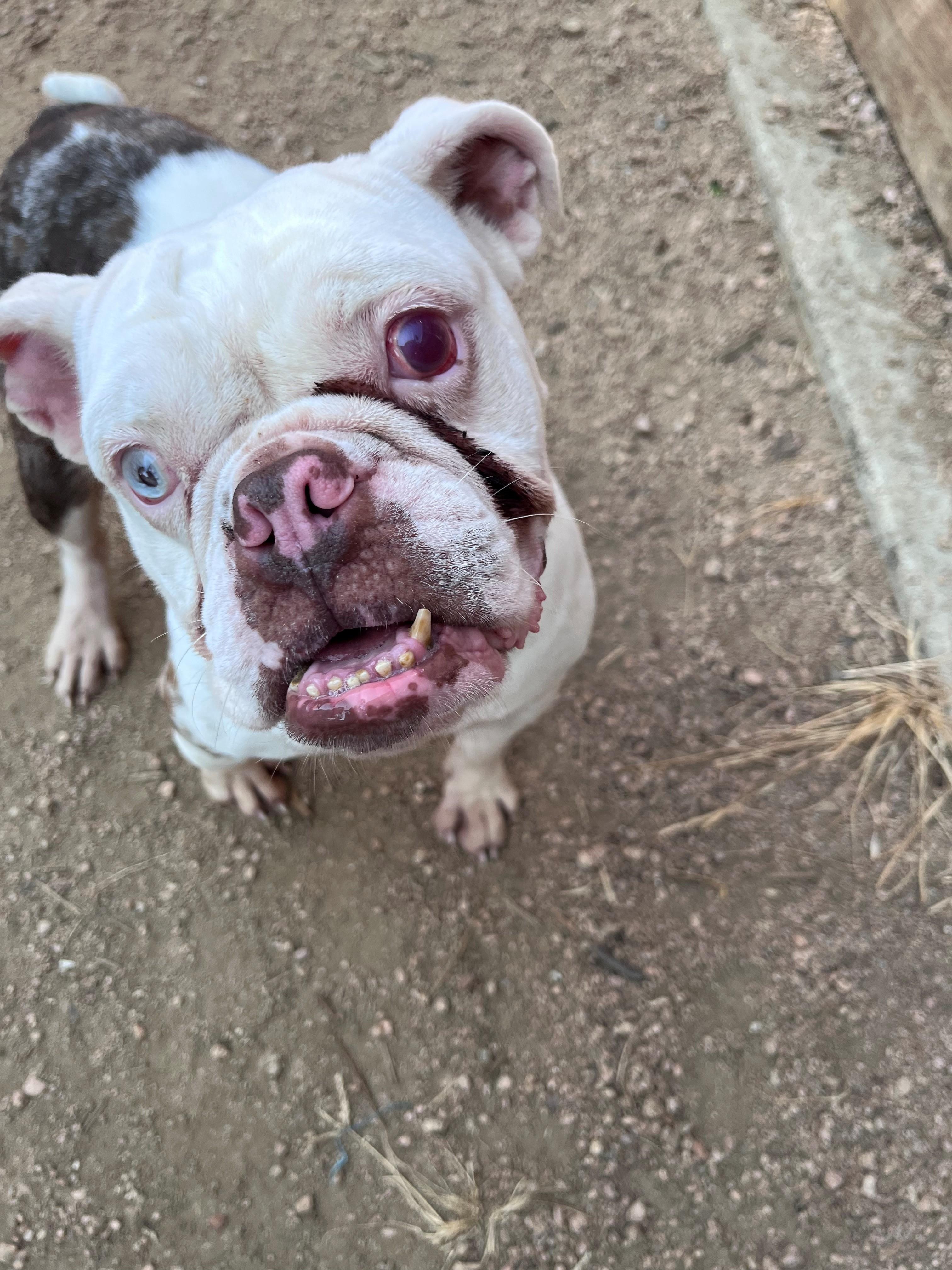 Enlarge Betty A219329 VIP, a ADOPTABLE Bulldog in Plano, TX image 3/5