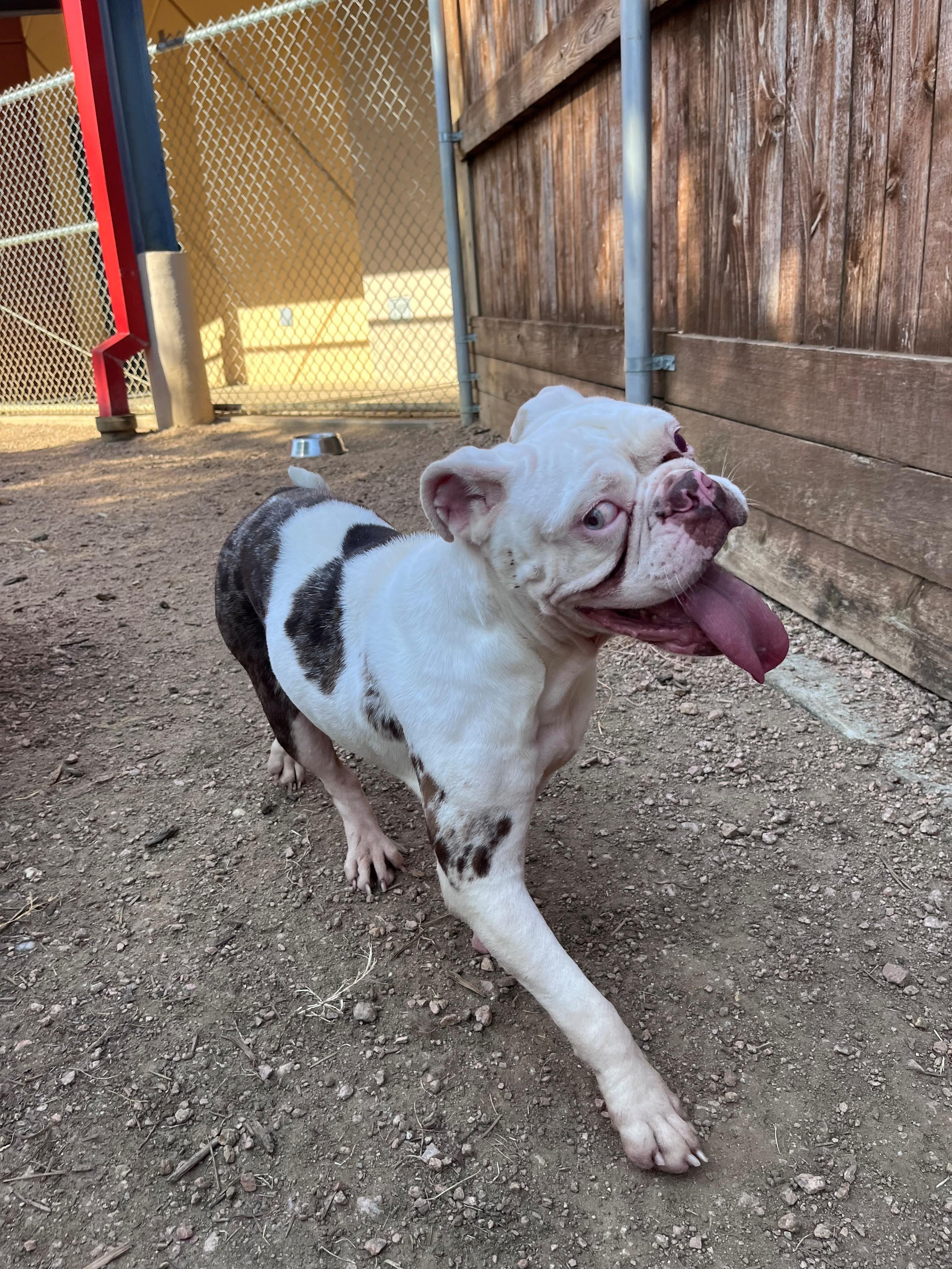 Enlarge Betty A219329 VIP, a ADOPTABLE Bulldog in Plano, TX image 2/5