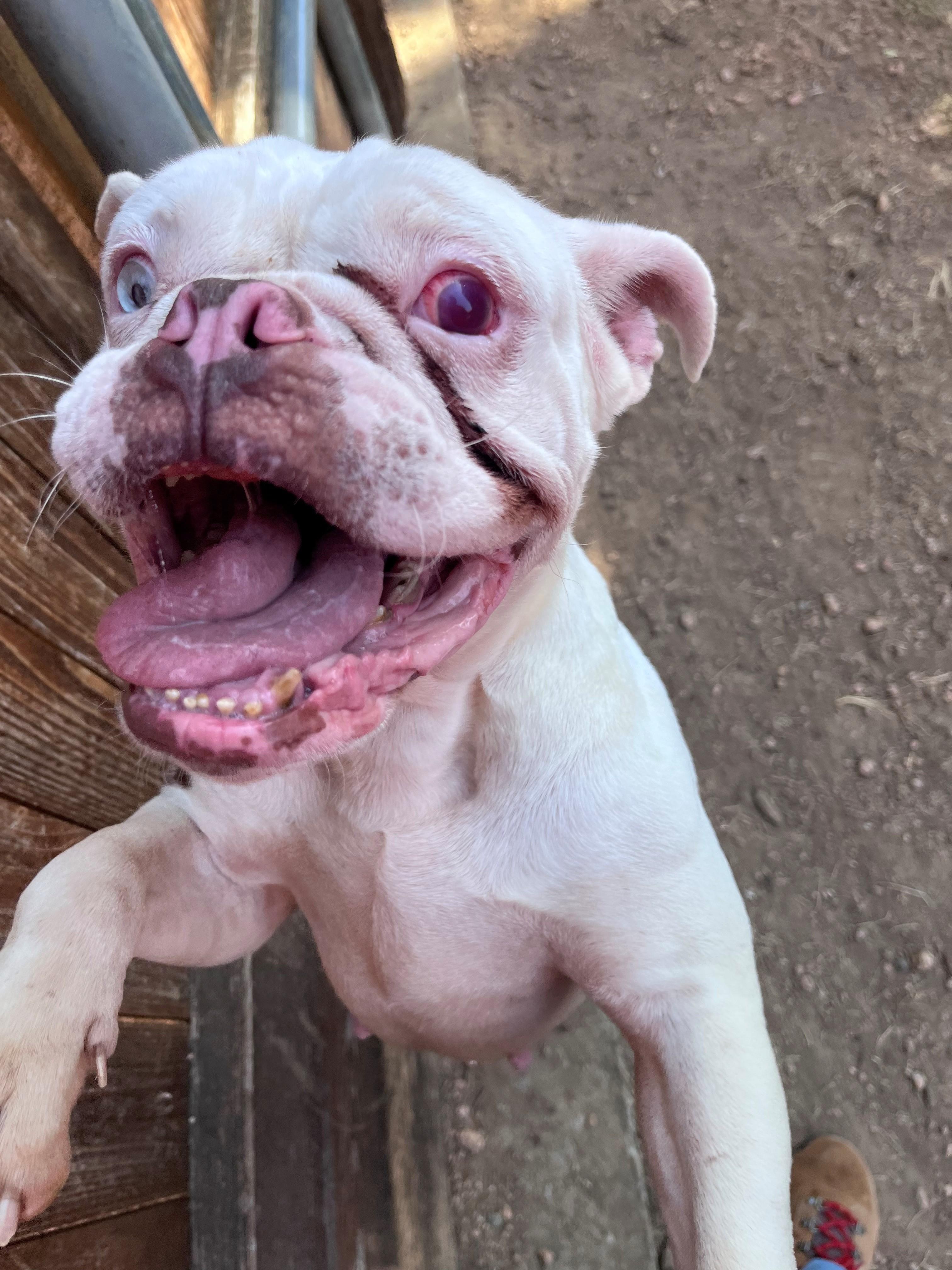 Enlarge Betty A219329 VIP, a ADOPTABLE Bulldog in Plano, TX image 5/5
