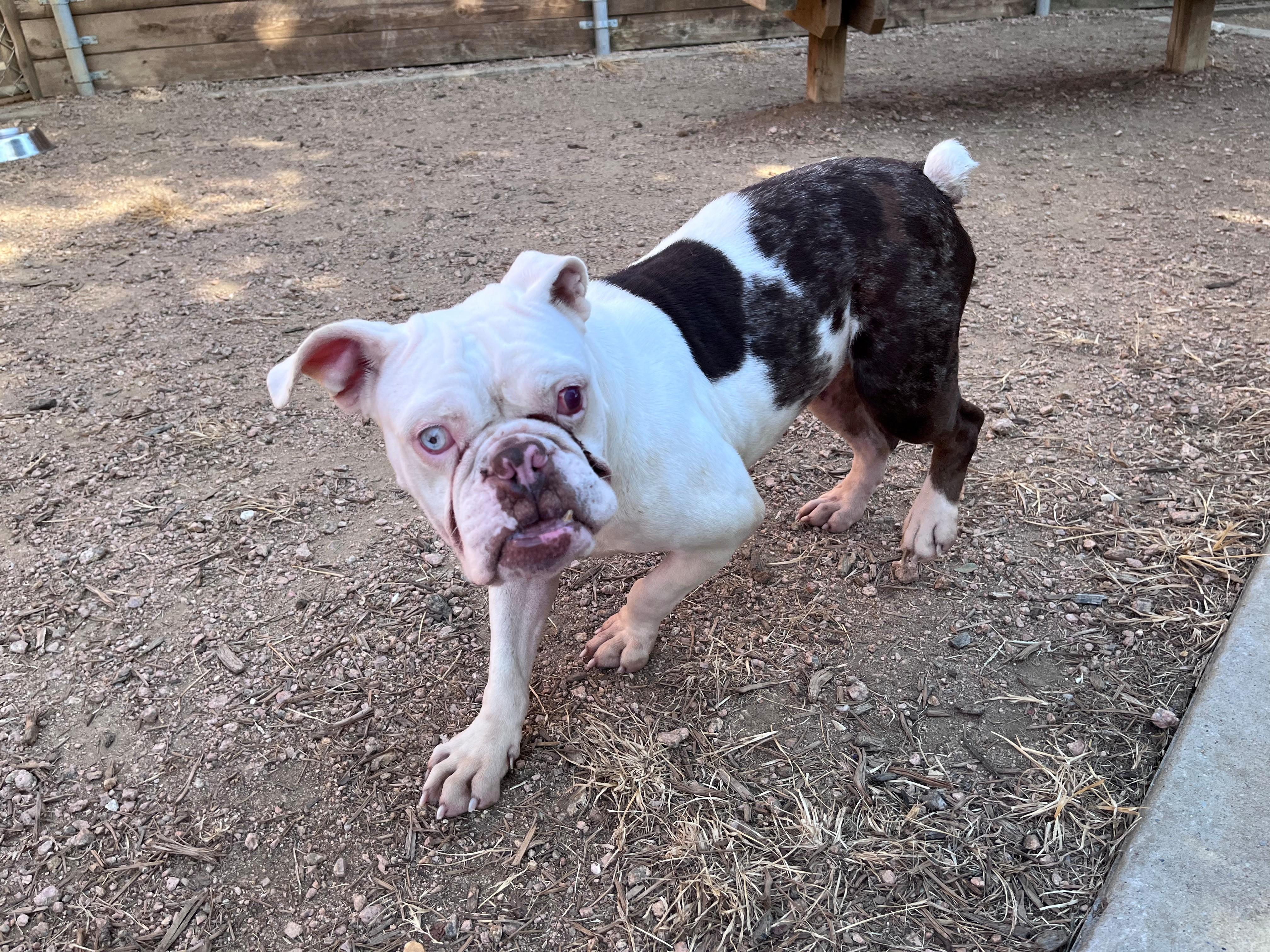 Enlarge Betty A219329 VIP, a ADOPTABLE Bulldog in Plano, TX image 4/5