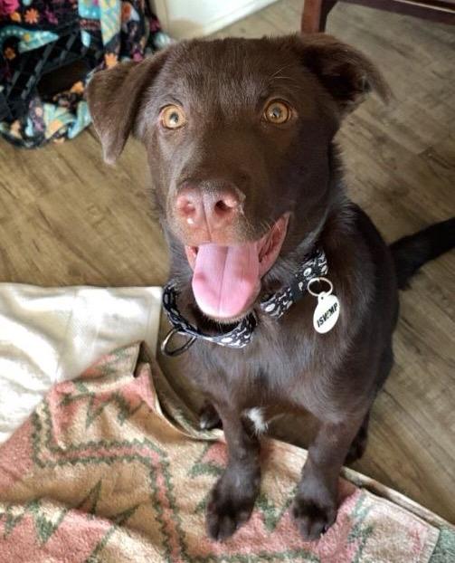Bucky, an adopted Chocolate Labrador Retriever in Los Angeles, CA image 4/6