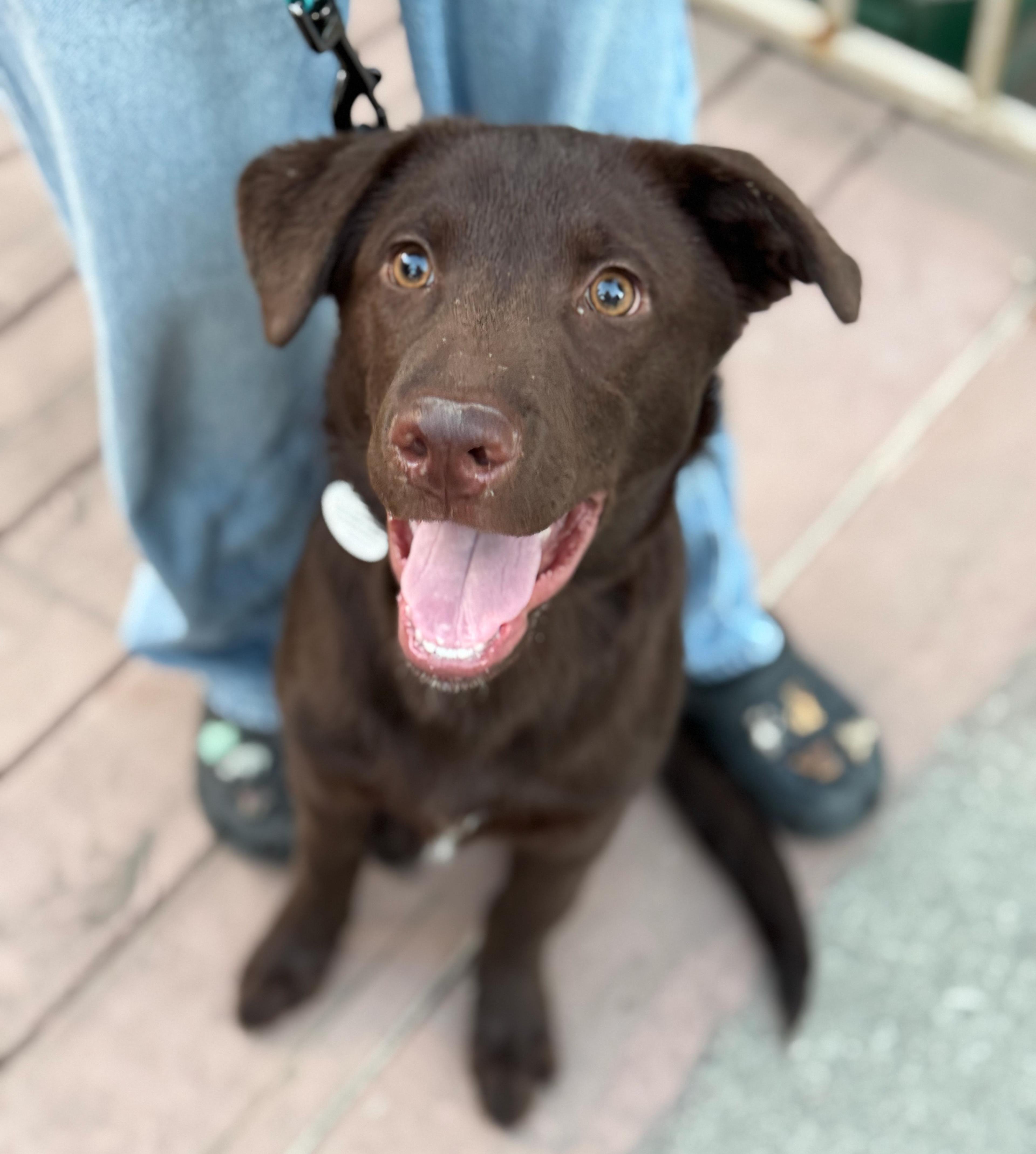 Bucky, adopted, Young Male Chocolate Labrador Retriever.