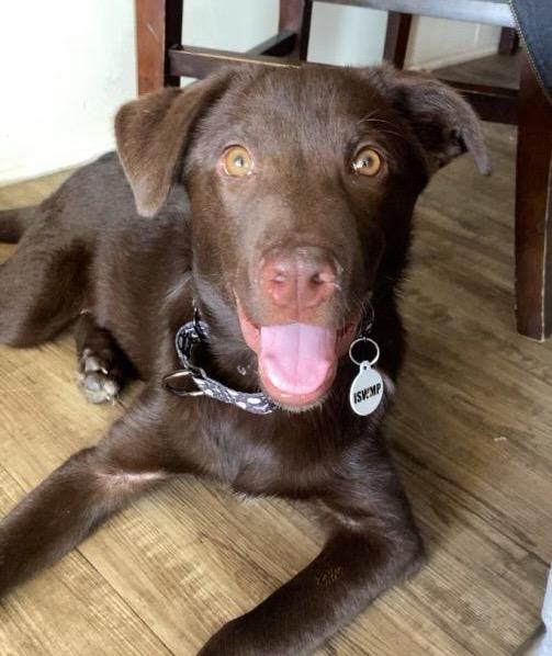Bucky, an adopted Chocolate Labrador Retriever in Los Angeles, CA image 6/6