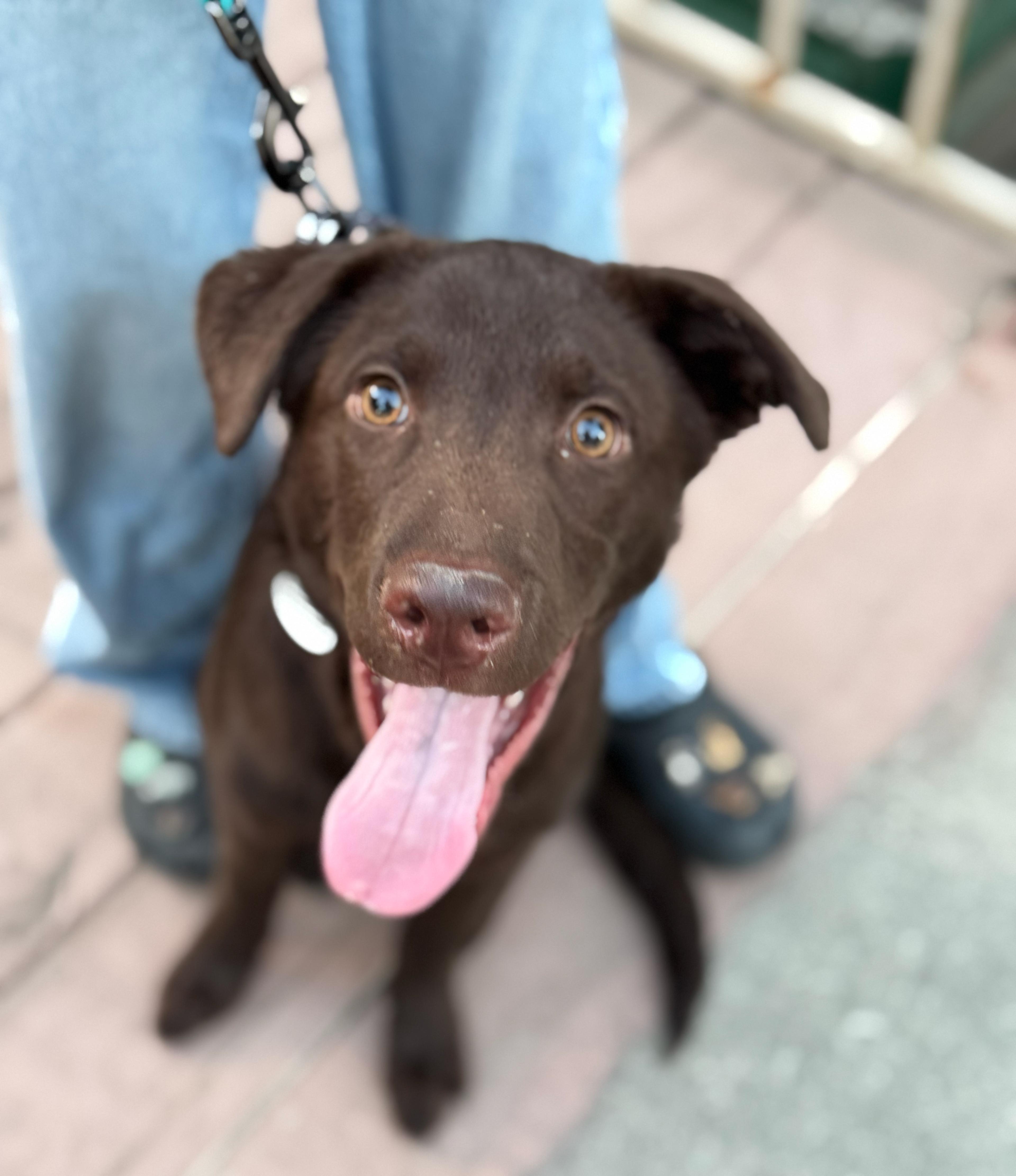 Bucky, an adopted Chocolate Labrador Retriever in Los Angeles, CA image 2/6