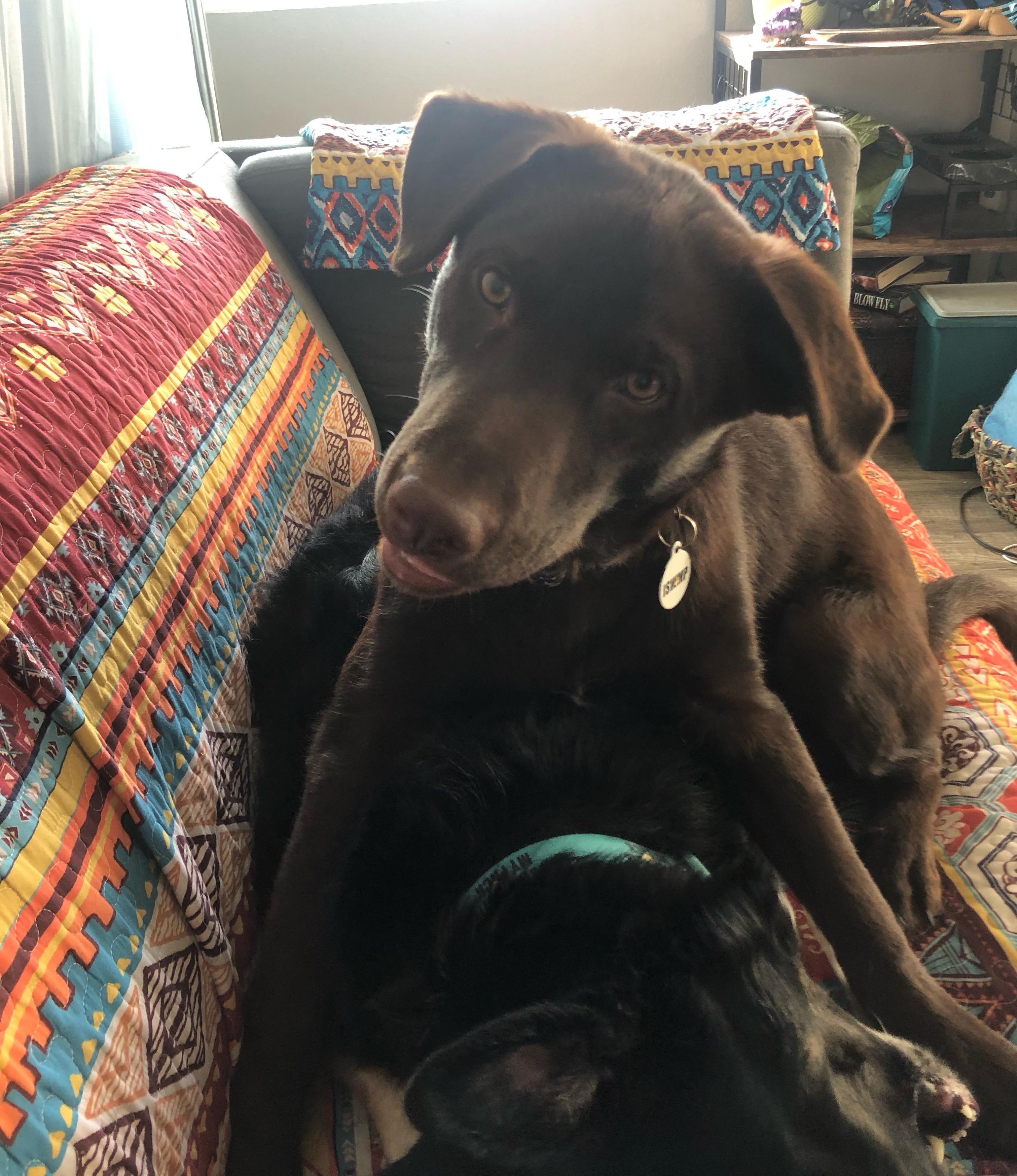 Bucky, an adopted Chocolate Labrador Retriever in Los Angeles, CA image 3/6