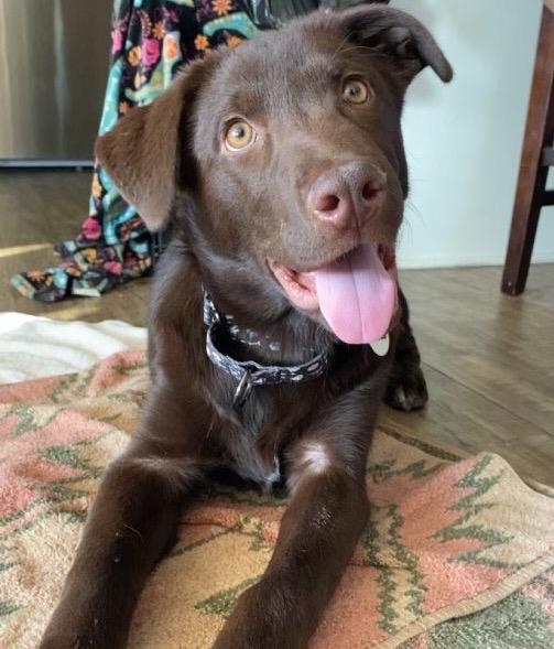 Bucky, an adopted Chocolate Labrador Retriever in Los Angeles, CA image 5/6