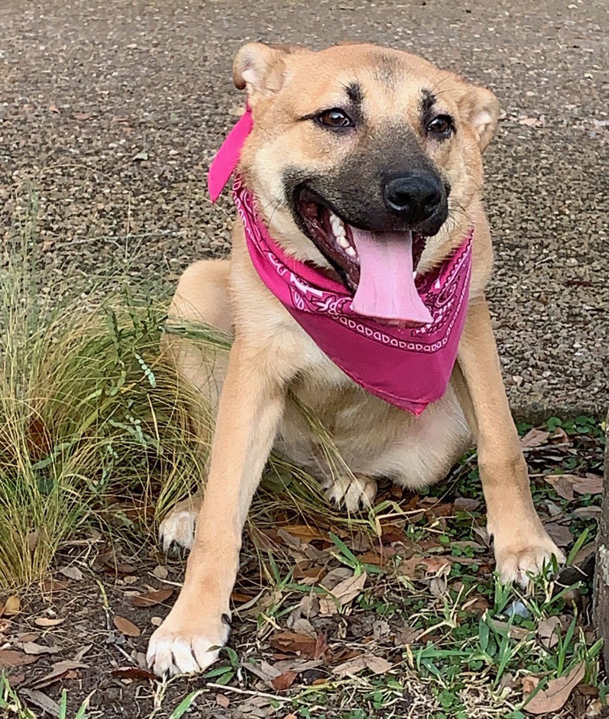 Enlarge PRECIOUS - SWEET GIRL, a Adoptable mixed breed in Boston, MA image 3/6