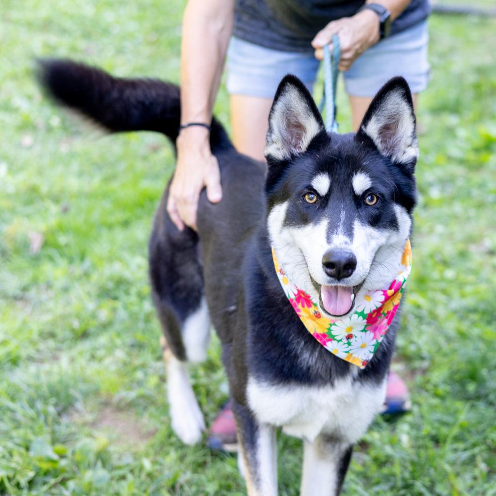 Juniper (Female)   Avail  9/20
